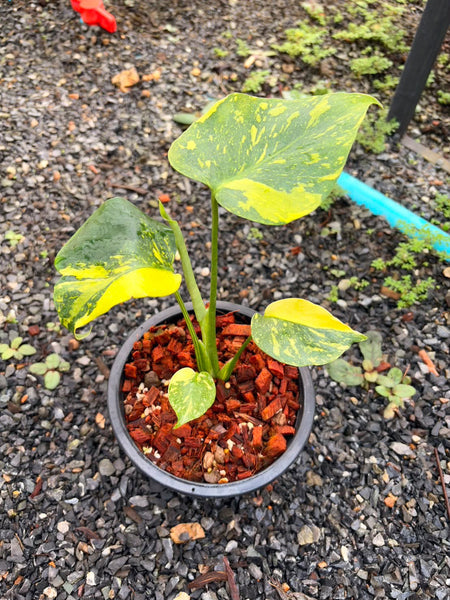 Monstera electro light (Thailand) unacclimated option 2