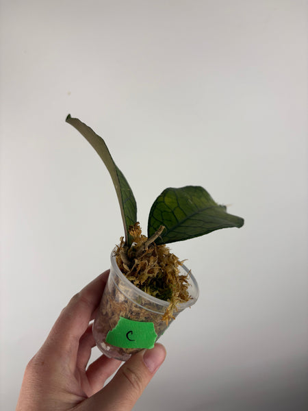 Hoya clemensiorum aceh C