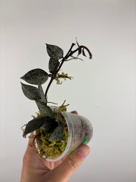 Hoya lacunosa violet 4