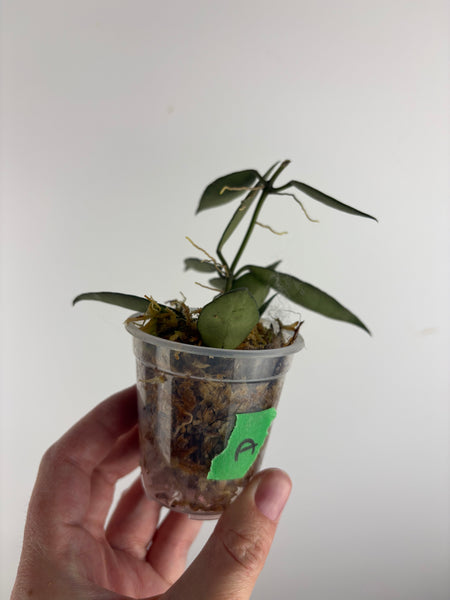 hoya lacunosa middle silver A