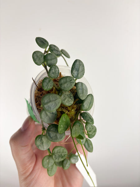 Hoya serpens silver (Thailand) C