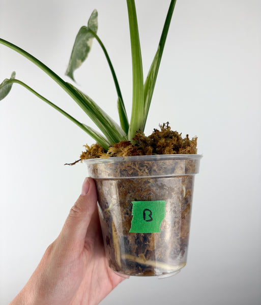 Monstera deliciosa green snow B