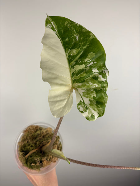 Alocasia sp variegata “stripped stem albo” (Thailand) - large plant