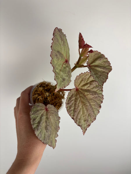 begonia shizuka (Thailand)