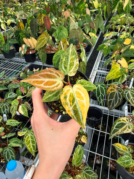 Anthurium papi var x Michelle var (Thailand) unacclimated