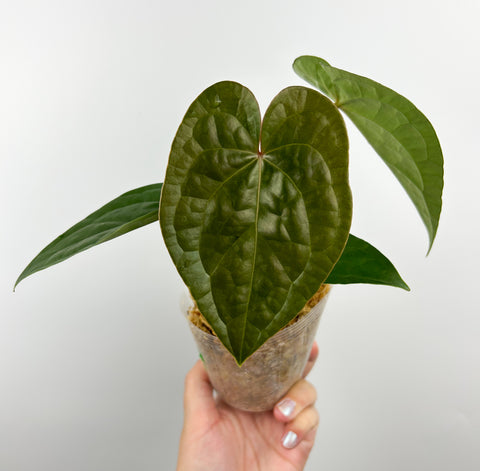 Anthurium magnificum x luxurians B (Thailand)