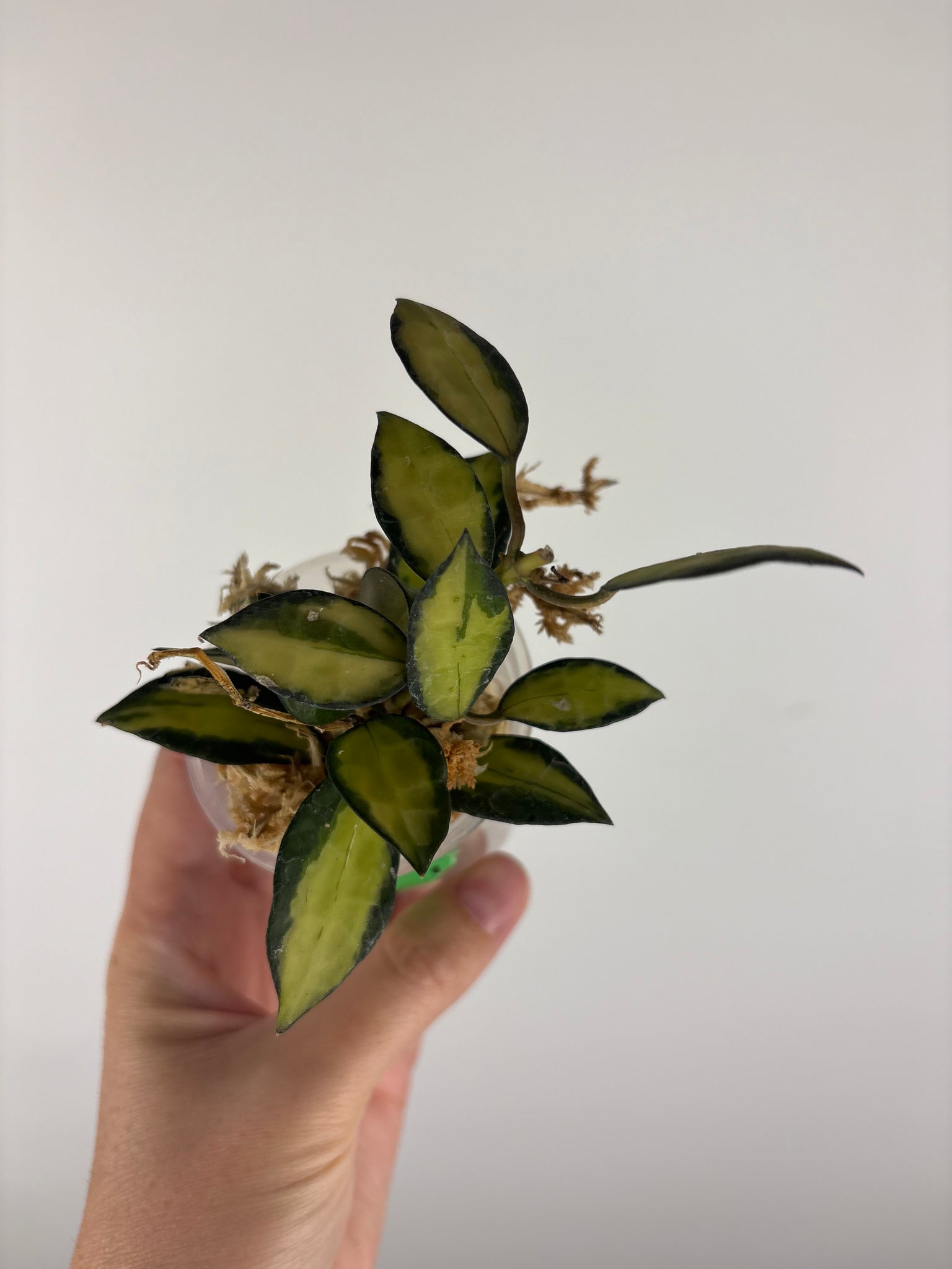 Hoya lacunosa queen midori 1
