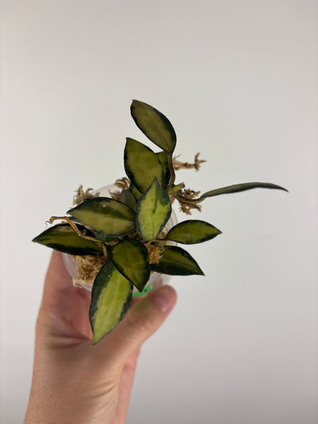 Hoya lacunosa queen midori 1
