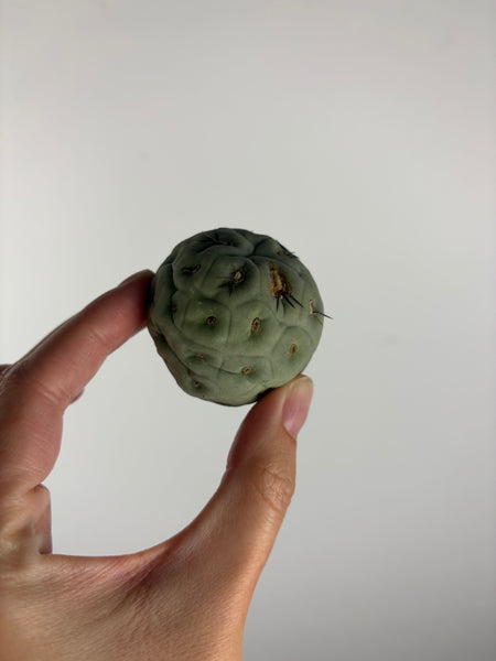 Tephrocactus geometricus 2