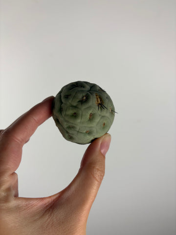 Tephrocactus geometricus 2