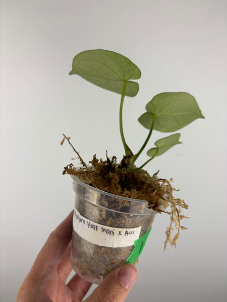 Anthurium hoffmanii x AOS 1A