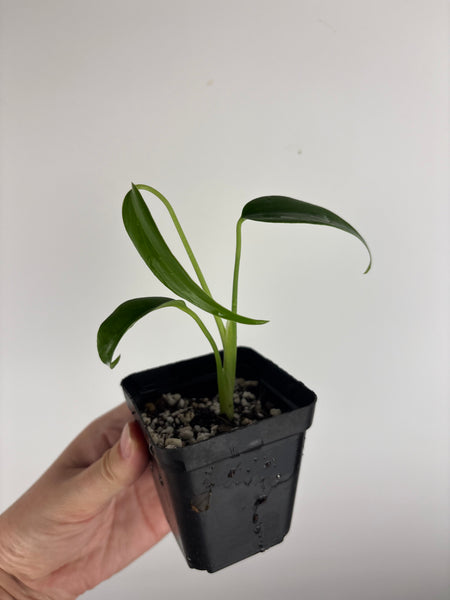 philodendron burle marx flame