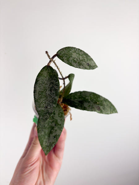 hoya caudata sparkling snow