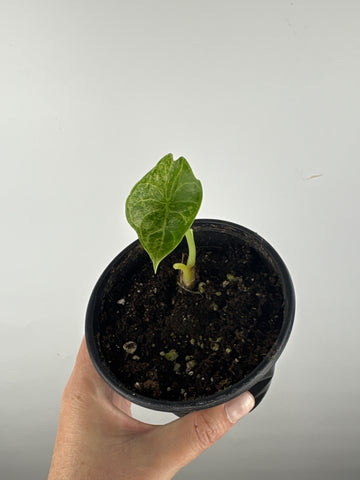 Alocasia dragon scale mint 4 inch D