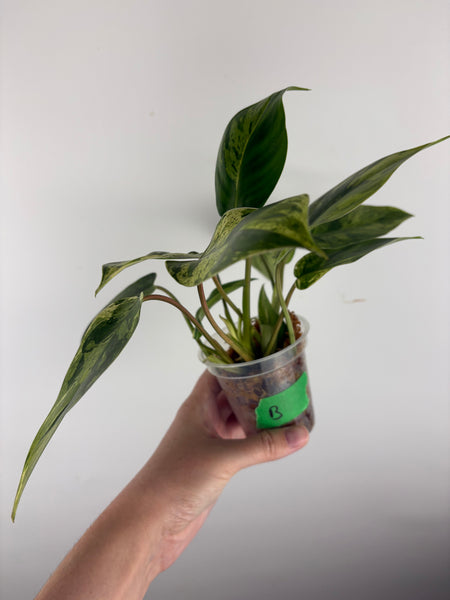 Philodendron emerald queen B
