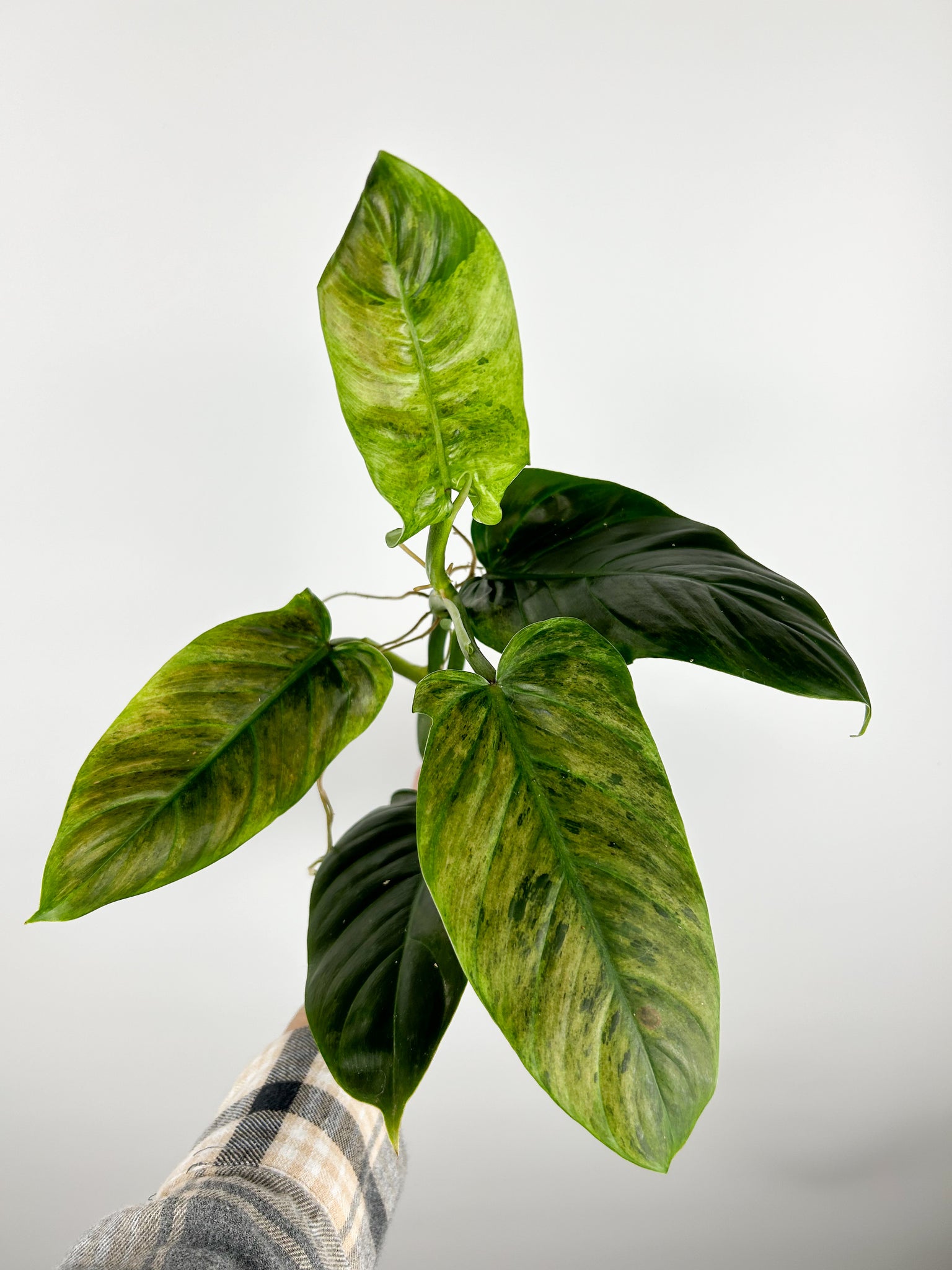 philodendron subhastatum variegated B