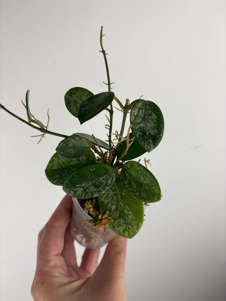Hoya Mathilde splash B