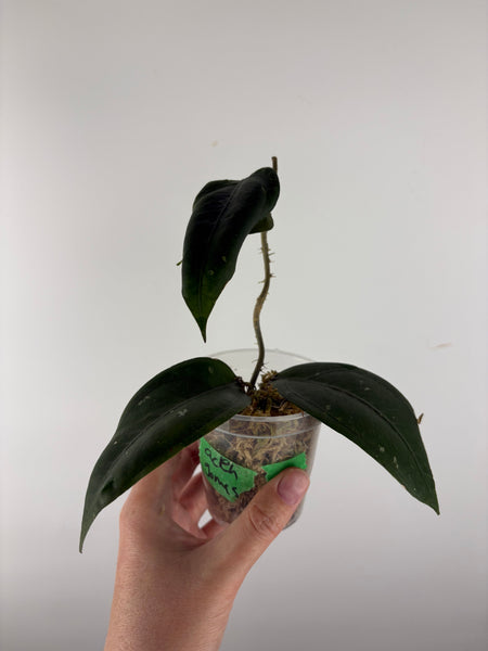 Hoya sp aceh Gomas 3B