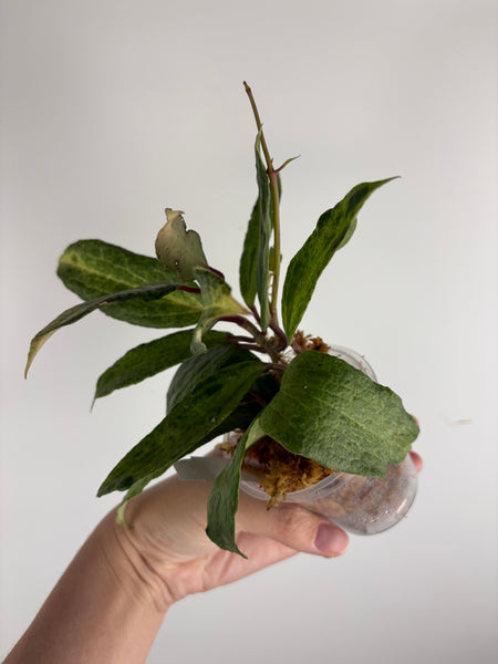 Hoya crocodile larger plant