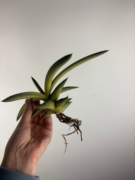 Sansevieria “blue clone” variegated from Indonesia