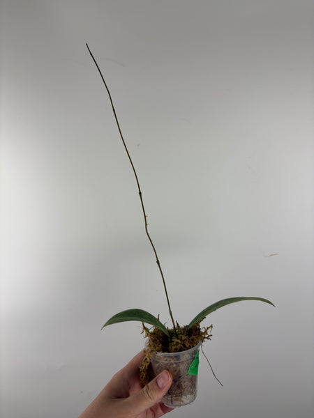 Hoya sp kalbar round leaf 3B