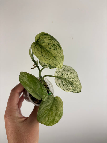 Scindapsus marble B