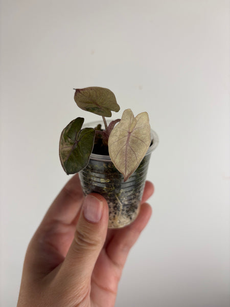 alocasia plumbea variegated