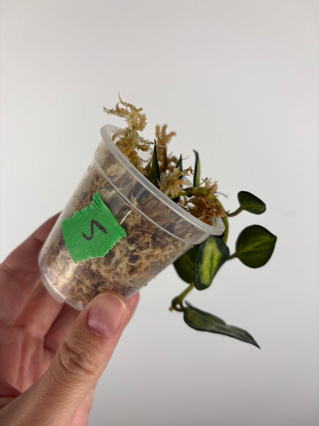 Hoya lacunosa queen midori 5