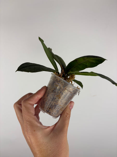 Hoya mitrata silver sp kapuas hulu 3