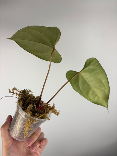 Anthurium Black sweet x blue pap D