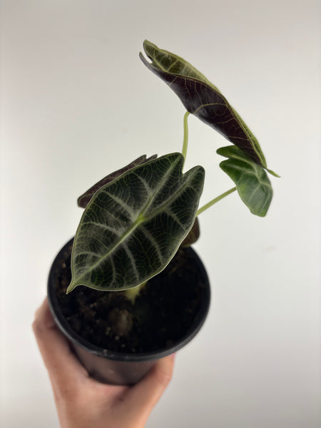 Alocasia Watsoniana low variegated aurea D