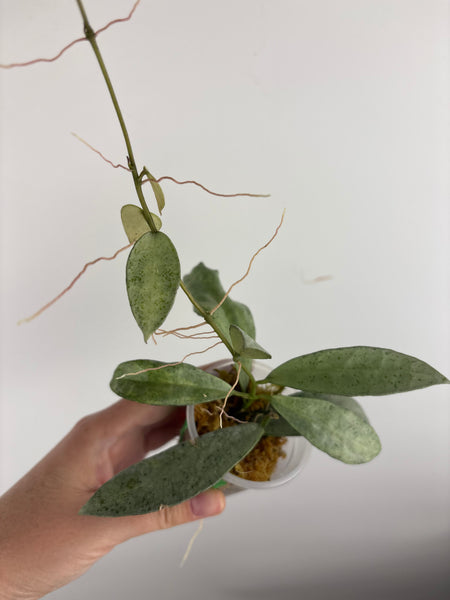 Hoya lacunosa winter pandora D