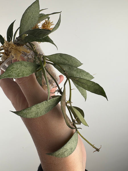 hoya lacunosa white pearl A