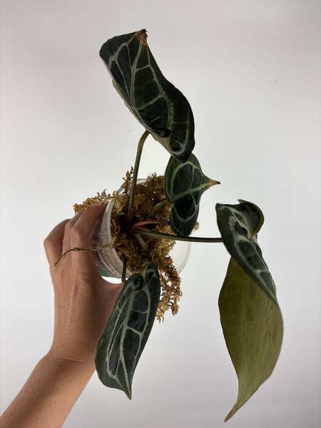 Anthurium black crystallinum 2