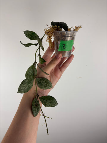 hoya walliniana silver B