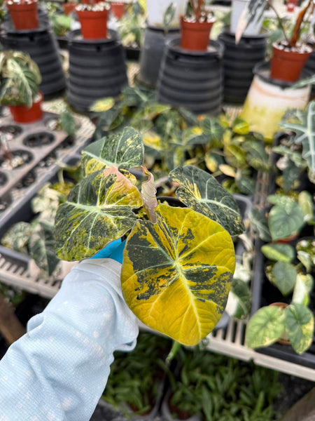 Anthurium black velvet gold unacclimated