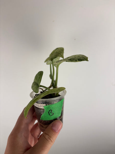 Scindapsus marble B