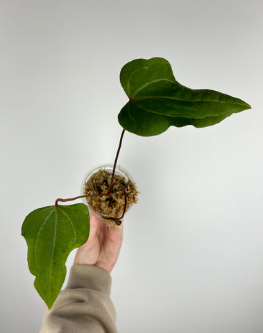 Anthurium papillilaminum Red stem x portillae Indonesia E