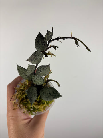 Hoya lacunosa violet 4