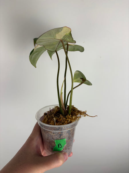 Philodendron gloriosum variegated small plant D