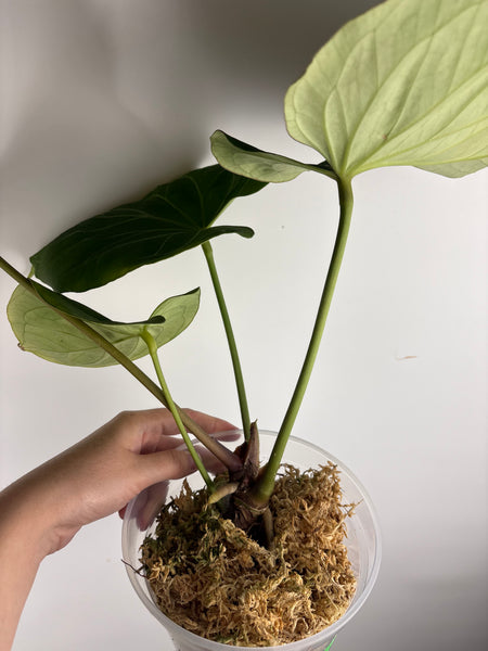 Anthurium king of spades E large