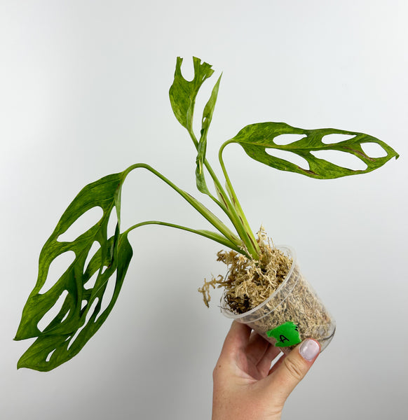 Monstera adansonii indo mint/marble A