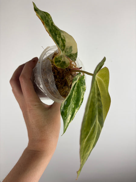 Anthurium papillilaminum variegated x Carlablackiae (Thailand) E