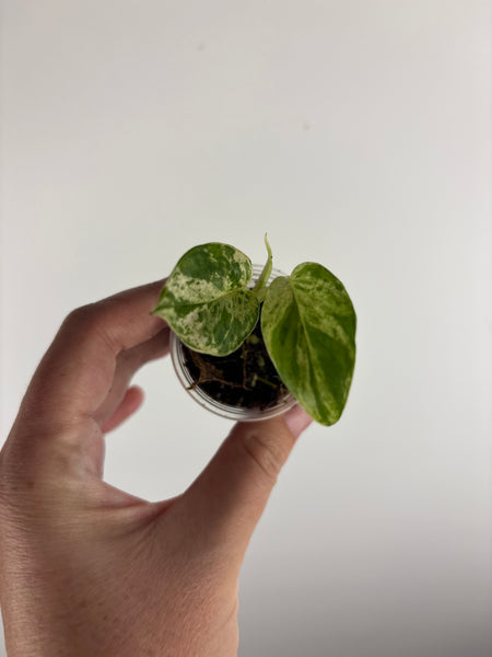 Epipremnum Pinnatum Marble Queen