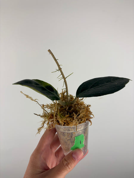 Hoya Tanggamus Albomarginata 1