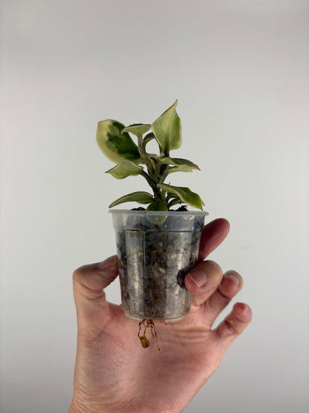 hoya holliana