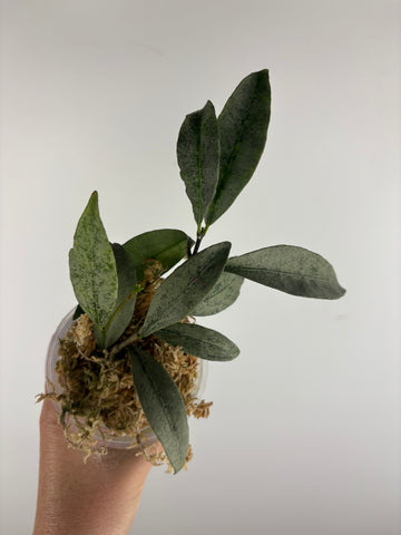 hoya amicabilis silver 3