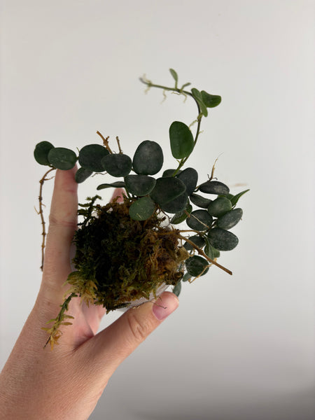 Hoya Serpens B2
