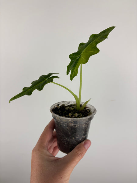 alocasia portei variegated