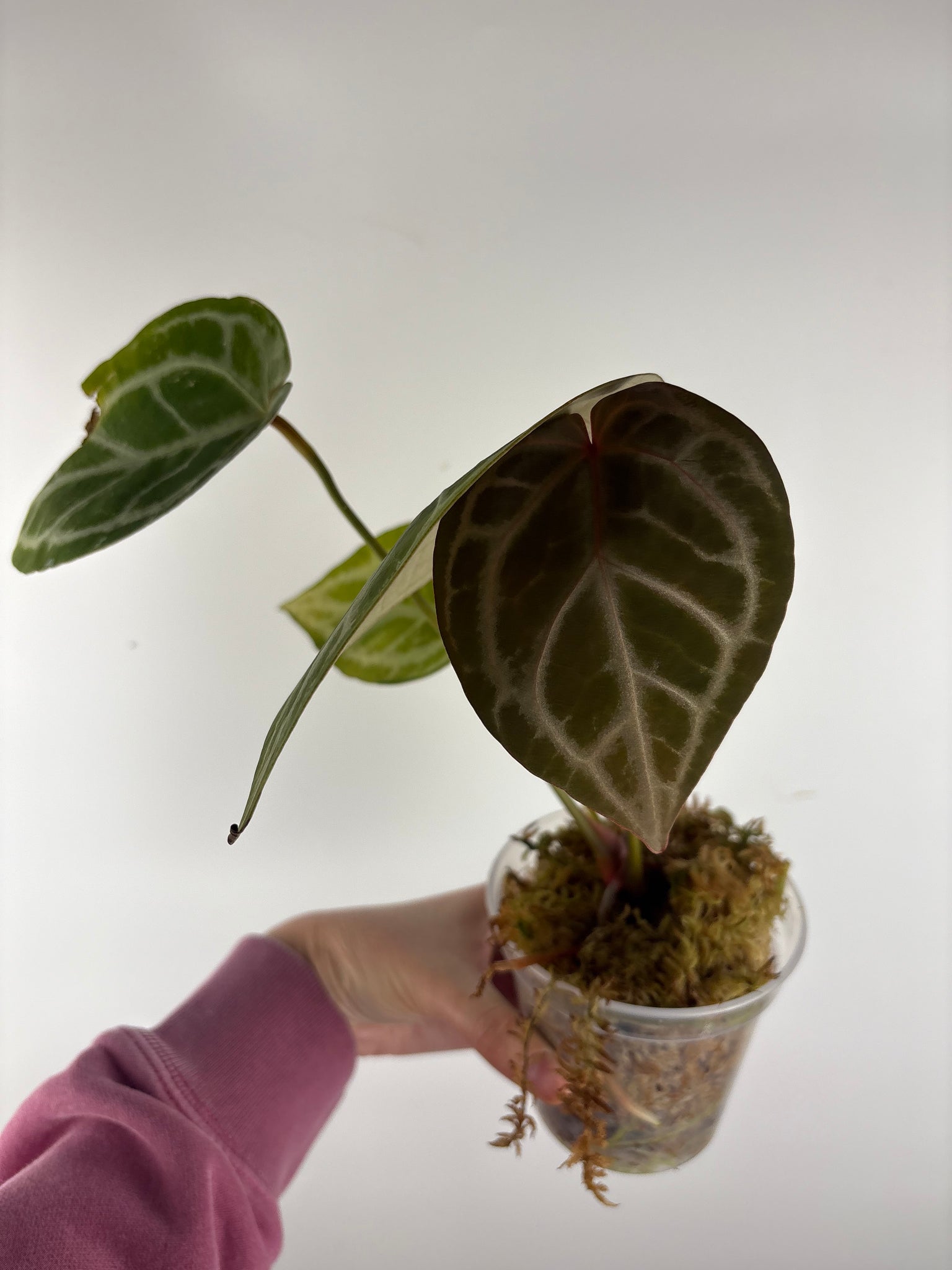 Anthurium silver blush x red crystal 1